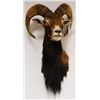 Image 1 : Sheep Mount