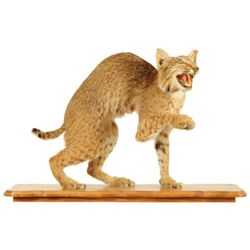 Bob Cat Mount