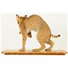 Image 2 : Bob Cat Mount