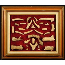 32 Archaic Deer Antler Knapping Tools In Frame