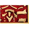 Image 7 : 32 Archaic Deer Antler Knapping Tools In Frame