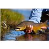 Image 2 : 4-day/5-night Utah Pheasant, Chukar and Trout Adventure for One Hunter and One Observer