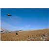 Image 1 : 3 night/2 Full Days of Upland Wingshooting for 2 Guests