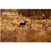 Image 1 : 5-day Argentina Blackbuck Hunt for Five Hunters