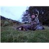 Image 1 : 5-day Ireland Free-ranging Sika Deer and Soay Sheep Hunt for One Hunter and One Observer