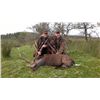 Image 2 : 5-day Ireland Free-ranging Sika Deer and Soay Sheep Hunt for One Hunter and One Observer