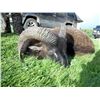 Image 4 : 5-day Ireland Free-ranging Sika Deer and Soay Sheep Hunt for One Hunter and One Observer