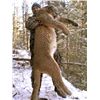 Image 1 : 6-day British Columbia Mountain Lion Hunt for Two Hunters