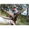 Image 1 : 7-day Spain Bronze Medal Beceite Ibex and Mouflon Hunt for One Hunter and One Observer