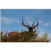 Image 1 : 3-day Idaho Elk Hunt for One Hunter and One Observer