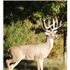 Image 2 : 5-day Wisc. White-tailed deer Hunt for 175 Buck for One Hunter and One Observer