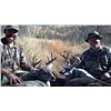 Image 1 : 5-day Arizona Coues Deer Hunt for Two Hunters and One Observer