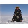 Image 3 : 4-day Greenland Muskox Hunt in Nunavut for One Hunter