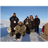 Image 4 : 4-day Greenland Muskox Hunt in Nunavut for One Hunter