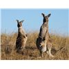 Image 5 : 5-day Australia Sambar Deer Hunt for One Hunter and One Observer