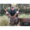 Image 6 : 5-day Australia Sambar Deer Hunt for One Hunter and One Observer