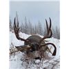 Image 3 : 7-day British Columbia Rocky Mountain Mule Deer Hunt for One Hunter