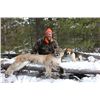 Image 1 : 7-day Wyoming Mountain Lion and Bobcat Hunt for One Hunter