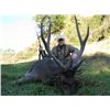 Image 2 : 5-day New Zealand Rusa Stag for Two Hunters