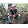Image 1 : 3-day Free-Range Texas White-Tailed Deer Hunt for Two Hunters