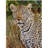 Image 3 : Three Original Oil Paintings Titled 'African Big Cat Trio'