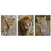 Image 4 : Three Original Oil Paintings Titled 'African Big Cat Trio'