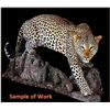 Image 1 : Custom Taxidermy for a Leopard Mount