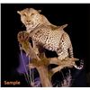 Image 2 : Custom Taxidermy for a Leopard Mount