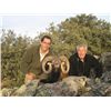 Image 2 : 5-day Spain Iberian Mouflon Sheep Hunt for One Hunter and One Observer