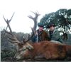 Image 1 : 5-day Spanish Red Deer Hunt for One Hunter and One Observer