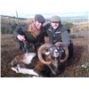 Image 1 : 5-day Trophy Fallow Deer or Mouflon Sheep Hunt for One Hunter and One Observer