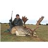 Image 2 : 5-day Trophy Fallow Deer or Mouflon Sheep Hunt for One Hunter and One Observer