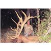 Image 1 : 3-day Utah Rocky Mountain Elk up to 349 SCI Hunt for One Hunter and One Observer