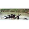 Image 1 : 7-day South Africa Plains Game Hunt and Photo Safari for 1 Hunter and 1 Observer