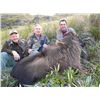 Image 1 : 5-day New Zealand Free-Ranging Himalayan Tahr Hunt for One Hunter and One Observer