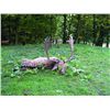 Image 1 : 5-day Austria Fallow Deer Hunt for Two Hunters