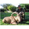 Image 1 : 5-day Texas Best Available Aoudad Hunt for One Hunter