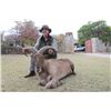 Image 2 : 5-day Texas Best Available Aoudad Hunt for One Hunter