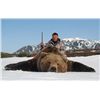Image 1 : 9-day Kamchatka Brown Bear Hunt for One Hunter