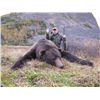 Image 3 : 9-day Kamchatka Brown Bear Hunt for One Hunter