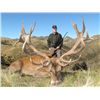 Image 1 : 5-day New Zealand Gold-Medal Red Stag Hunt for One Hunter and One Observer