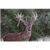 Image 3 : 7-day Argentina Gold Medal Red Stag and Dove Hunt Four Hunters