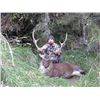 Image 1 : 5-day New Zealand Sambar and Sika Deer Hunt for Two Hunters