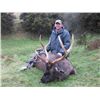 Image 3 : 5-day New Zealand Sambar and Sika Deer Hunt for Two Hunters
