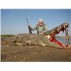 Image 1 : 7-day Mozambique Crocodile Hunt for One Hunter and One Observer