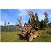 Image 1 : 6-day New Zealand Gold-Medal Red Stag and Fallow Deer hunt for One Hunter and One Observer