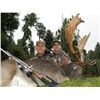 Image 3 : 6-day New Zealand Gold-Medal Red Stag and Fallow Deer hunt for One Hunter and One Observer