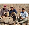 Image 1 : Navajo Nation Desert Bighorn Sheep Tag