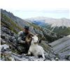 Image 1 : 10-day Yukon Fannin or Dall Sheep Hunt for One Hunter