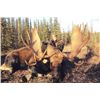 Image 1 : 7-day Yukon Trophy Yukon Moose Hunt for One Hunter and One Observer